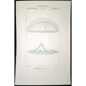 Antique Print by Pierre Antoine Prêtre – Moon Jellyifsh (Aurelia labiata)