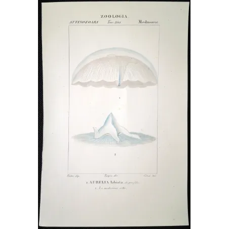Antique Print by Pierre Antoine Prêtre – Moon Jellyifsh (Aurelia labiata)