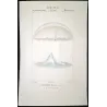 Moon Jellyifsh (*Aurelia labiata*)  Pretre (c1835)