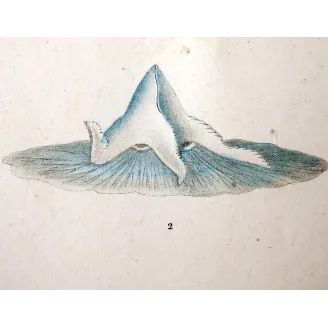 Antique Print by Pierre Antoine Prêtre – Moon Jellyifsh (Aurelia labiata)
