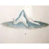 Moon Jellyifsh (*Aurelia labiata*)  Pretre (c1835)