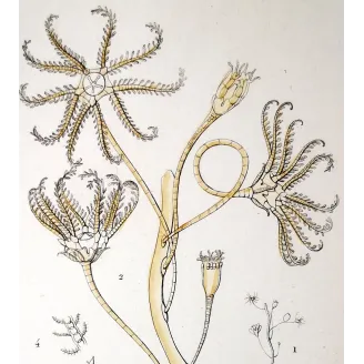 Antique Marine Engraving – Pierre Antoine Prêtre – European Encrinus