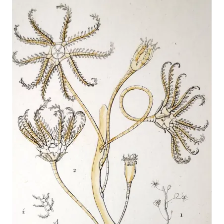 Antique Marine Engraving – Pierre Antoine Prêtre – European Encrinus