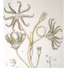 European Encrinus (*Encrinus liliiformis*) Original hand-colored engraving by Prêtre (c.1835)