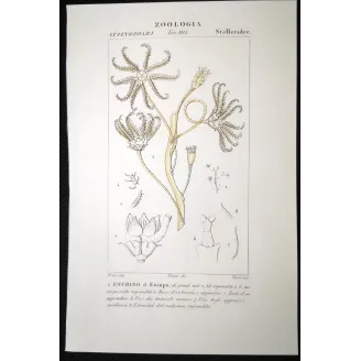 Antique Marine Engraving – Pierre Antoine Prêtre – European Encrinus