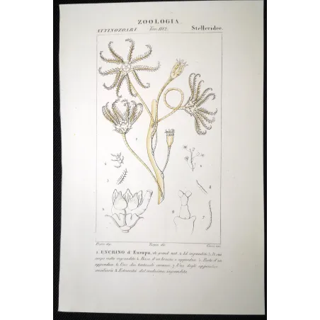 Antique Marine Engraving – Pierre Antoine Prêtre – European Encrinus