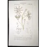 European Encrinus (*Encrinus liliiformis*) Original hand-colored engraving by Prêtre (c.1835)