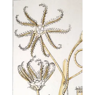 Antique Marine Engraving – Pierre Antoine Prêtre – European Encrinus