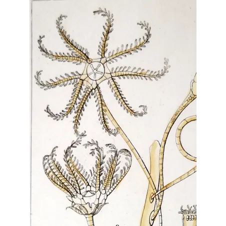 Antique Marine Engraving – Pierre Antoine Prêtre – European Encrinus