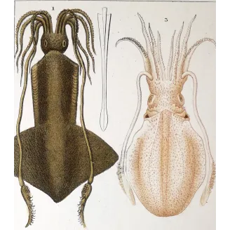 Antique Marine Engraving – Pierre Antoine Prêtre – Banks Squid