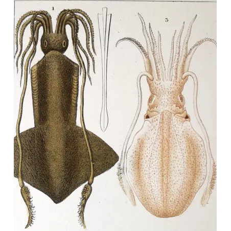 Antique Marine Engraving – Pierre Antoine Prêtre – Banks Squid
