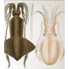 Banks Squid (*Loligo banksii*) Original hand-colored engraving by Prêtre (c.1835)