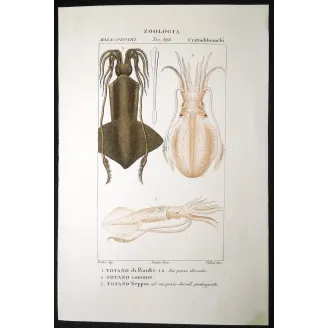 Antique Marine Engraving – Pierre Antoine Prêtre – Banks Squid