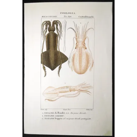 Antique Marine Engraving – Pierre Antoine Prêtre – Banks Squid