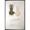 Banks Squid (*Loligo banksii*) Original hand-colored engraving by Prêtre (c.1835)