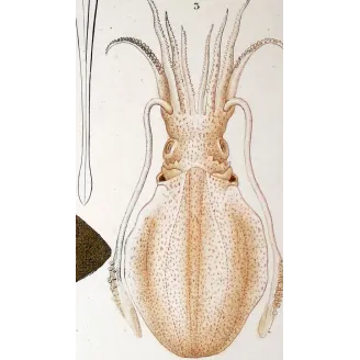 Antique Marine Engraving – Pierre Antoine Prêtre – Banks Squid