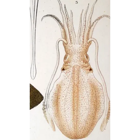 Antique Marine Engraving – Pierre Antoine Prêtre – Banks Squid