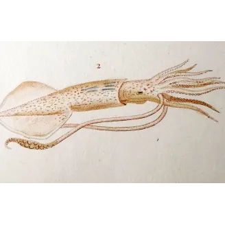 Antique Marine Engraving – Pierre Antoine Prêtre – Banks Squid