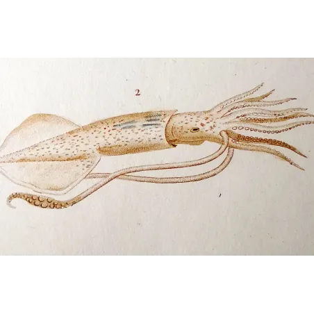 Antique Marine Engraving – Pierre Antoine Prêtre – Banks Squid