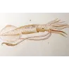 Banks Squid (*Loligo banksii*) Original hand-colored engraving by Prêtre (c.1835)