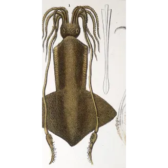 Antique Marine Engraving – Pierre Antoine Prêtre – Banks Squid