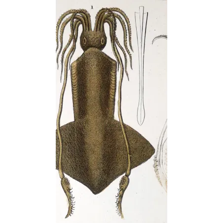 Antique Marine Engraving – Pierre Antoine Prêtre – Banks Squid