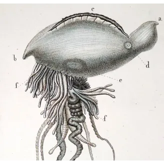 Antique Marine Engraving – Pierre Antoine Prêtre – Portuguese man o' war