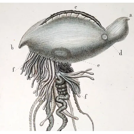 Antique Marine Engraving – Pierre Antoine Prêtre – Portuguese man o' war