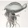 Portuguese man o' war (*Physalia physalis*) Original hand-colored engraving by Prêtre (c.1835)