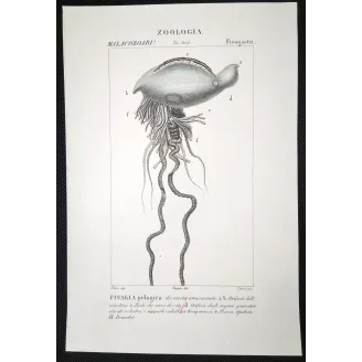 Antique Marine Engraving – Pierre Antoine Prêtre – Portuguese man o' war