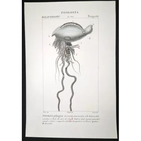 Antique Marine Engraving – Pierre Antoine Prêtre – Portuguese man o' war