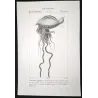 Portuguese man o' war (*Physalia physalis*) Original hand-colored engraving by Prêtre (c.1835)