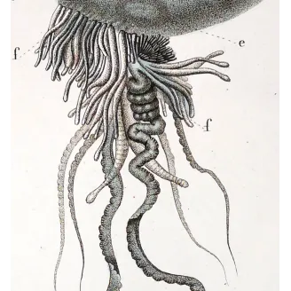 Antique Marine Engraving – Pierre Antoine Prêtre – Portuguese man o' war