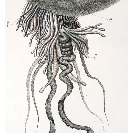 Antique Marine Engraving – Pierre Antoine Prêtre – Portuguese man o' war