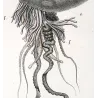 Portuguese man o' war (*Physalia physalis*) Original hand-colored engraving by Prêtre (c.1835)