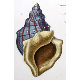 Antique Marine Engraving – Pierre Antoine Prêtre – Eburna, Mitra, Ancillaria, Terebra, Rostellaria Original hand-colored engravi