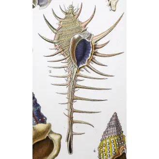 Antique Marine Engraving – Pierre Antoine Prêtre – Eburna, Mitra, Ancillaria, Terebra, Rostellaria Original hand-colored engravi