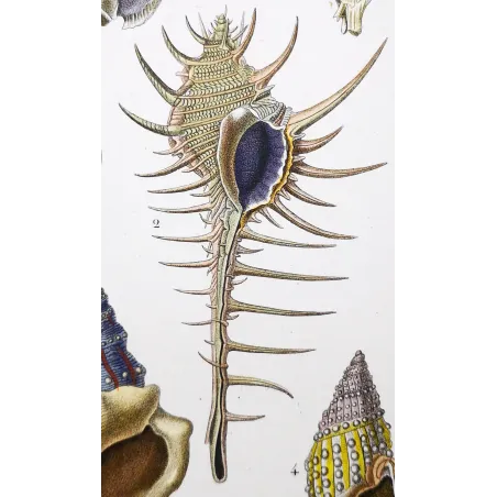 Antique Marine Engraving – Pierre Antoine Prêtre – Eburna, Mitra, Ancillaria, Terebra, Rostellaria Original hand-colored engravi