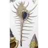 Eburna, Mitra, Ancillaria, Terebra, Rostellaria Original hand-colored engraving by Prêtre (c.1835)
