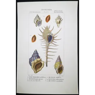 Antique Marine Engraving – Pierre Antoine Prêtre – Eburna, Mitra, Ancillaria, Terebra, Rostellaria Original hand-colored engravi