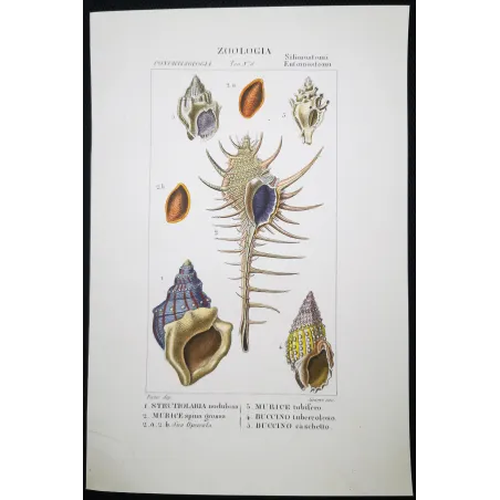 Antique Marine Engraving – Pierre Antoine Prêtre – Eburna, Mitra, Ancillaria, Terebra, Rostellaria Original hand-colored engravi