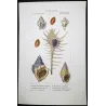 Eburna, Mitra, Ancillaria, Terebra, Rostellaria Original hand-colored engraving by Prêtre (c.1835)