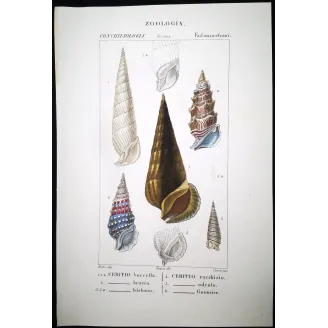 Antique Marine Engraving – Pierre Antoine Prêtre – Cerith Shells