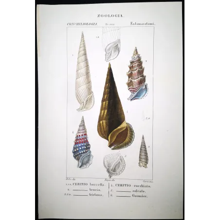 Antique Marine Engraving – Pierre Antoine Prêtre – Cerith Shells