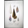 Cerithium Shells (Ceritio boccella, Ceritio tristomo) – Original hand-colored engraving by Prêtre, Antique Print