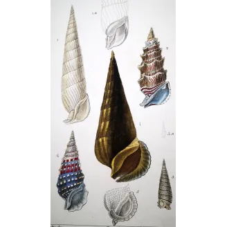 Antique Marine Engraving – Pierre Antoine Prêtre – Cerith Shells