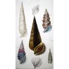 Cerithium Shells (Ceritio boccella, Ceritio tristomo) – Original hand-colored engraving by Prêtre, Antique Print