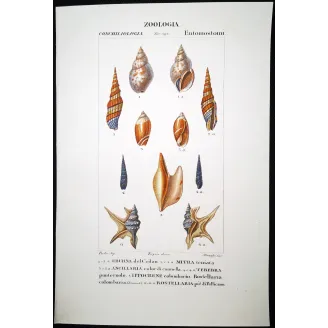 Rostellaria Shells – Prêtre, Antique Hand-Colored Engraving