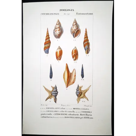 Rostellaria Shells – Prêtre, Antique Hand-Colored Engraving
