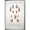 Rostellaria and Mitra Shells (Rostellaria colombaria, Mitra teniata) – Original hand-colored engraving by  Prêtre, Antique Print